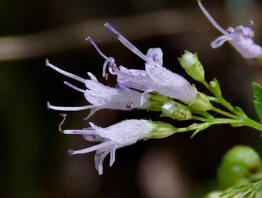 {Cunila origanoides}